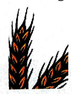 Brotbacken